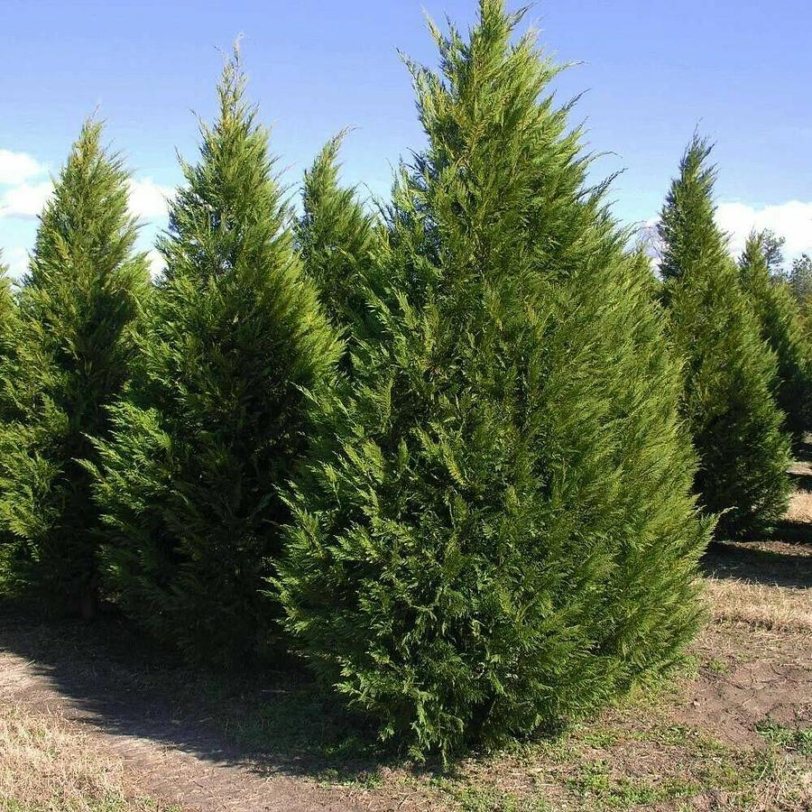 Used (100) Fresh S.C. Leyland Cypress 6-7" Tree Cuttings Privacy Screen  Fast Growing