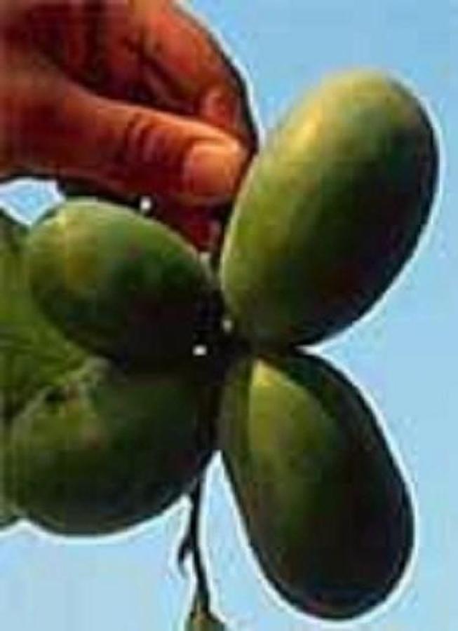 Used 35 Fresh SC Leyland Cypress 6-8" Tree Cuttings Privacy Screen Fast Growing