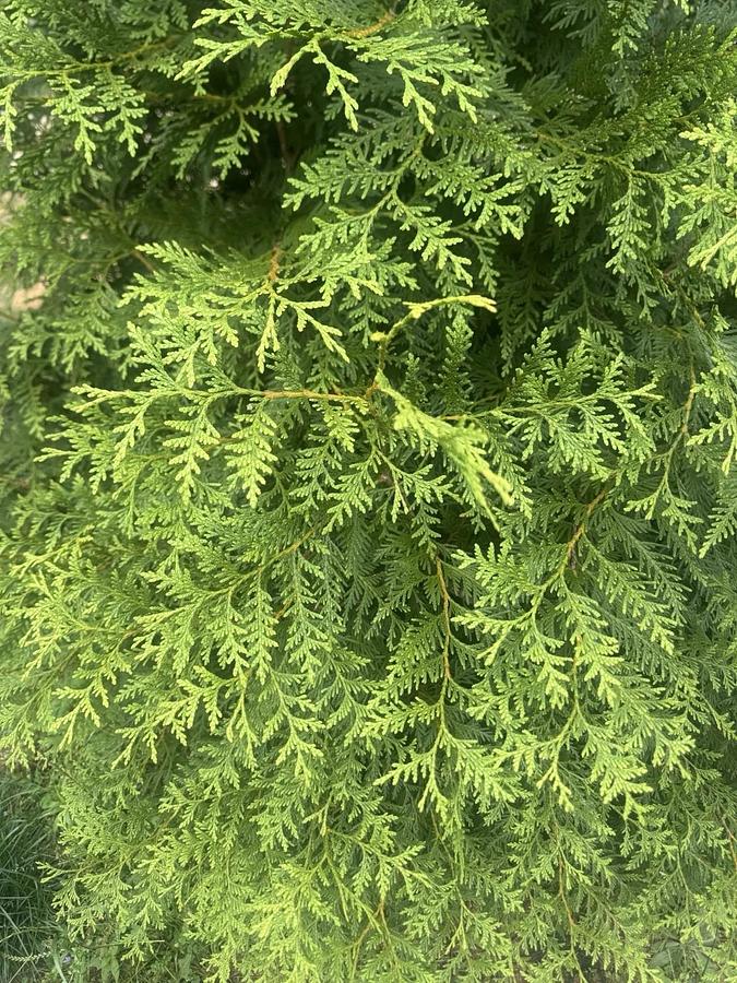 Used Green Giant Arbovitae (35 cuttings) Fresh S.C. 7-8" Tree Cuttings Privacy Screen
