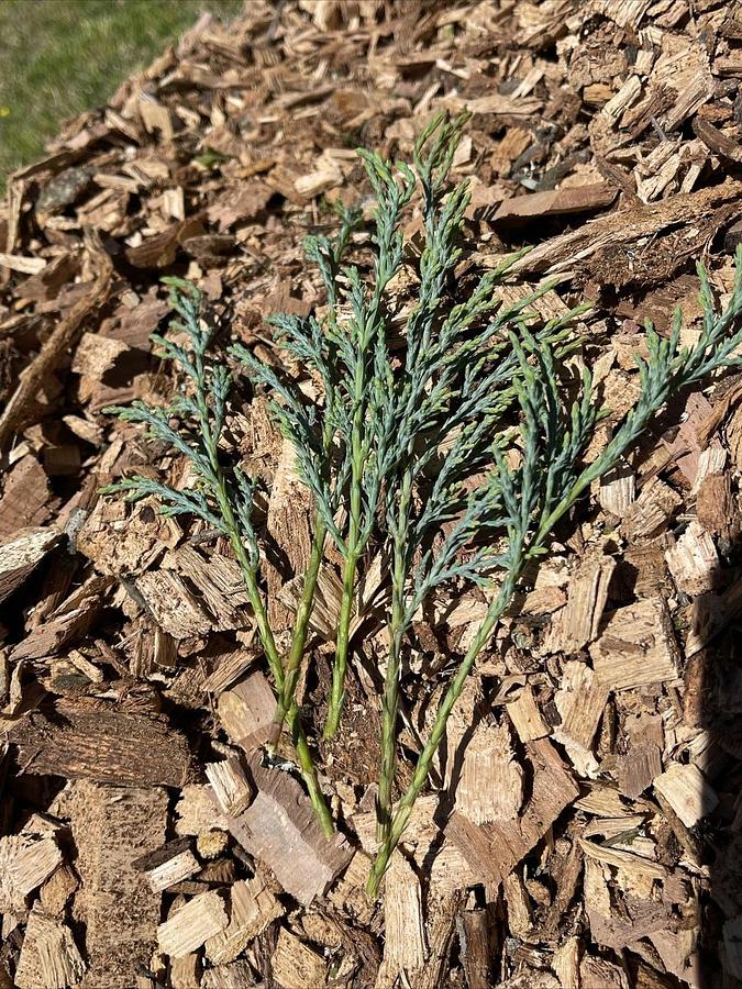 Used (50) Fresh 6-7" Cuttings from Grey Owl Spreading Juniper EVERGREEN for rooting