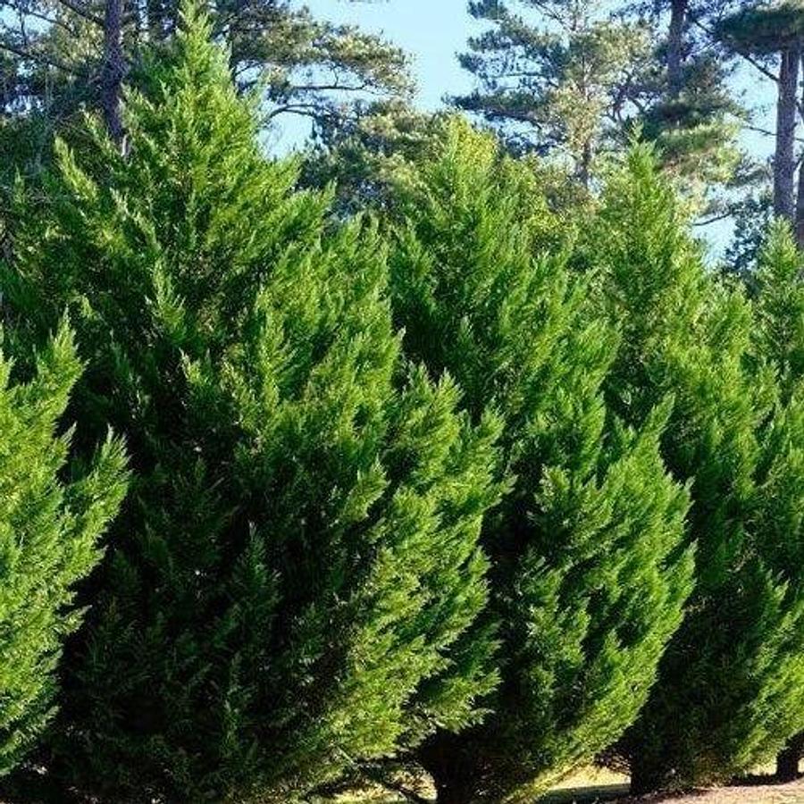 Used (100) Fresh S.C. Leyland Cypress 6-7" Tree Cuttings Privacy Screen  Fast Growing