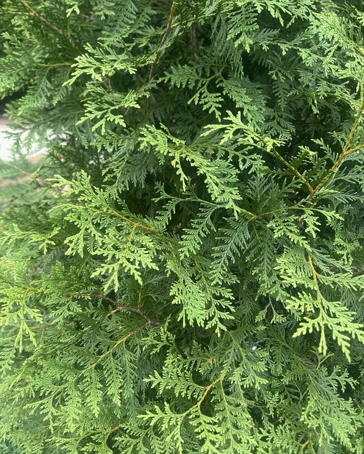 Used Green Giant Arbovitae (35 cuttings) Fresh S.C. 7-8" Tree Cuttings Privacy Screen