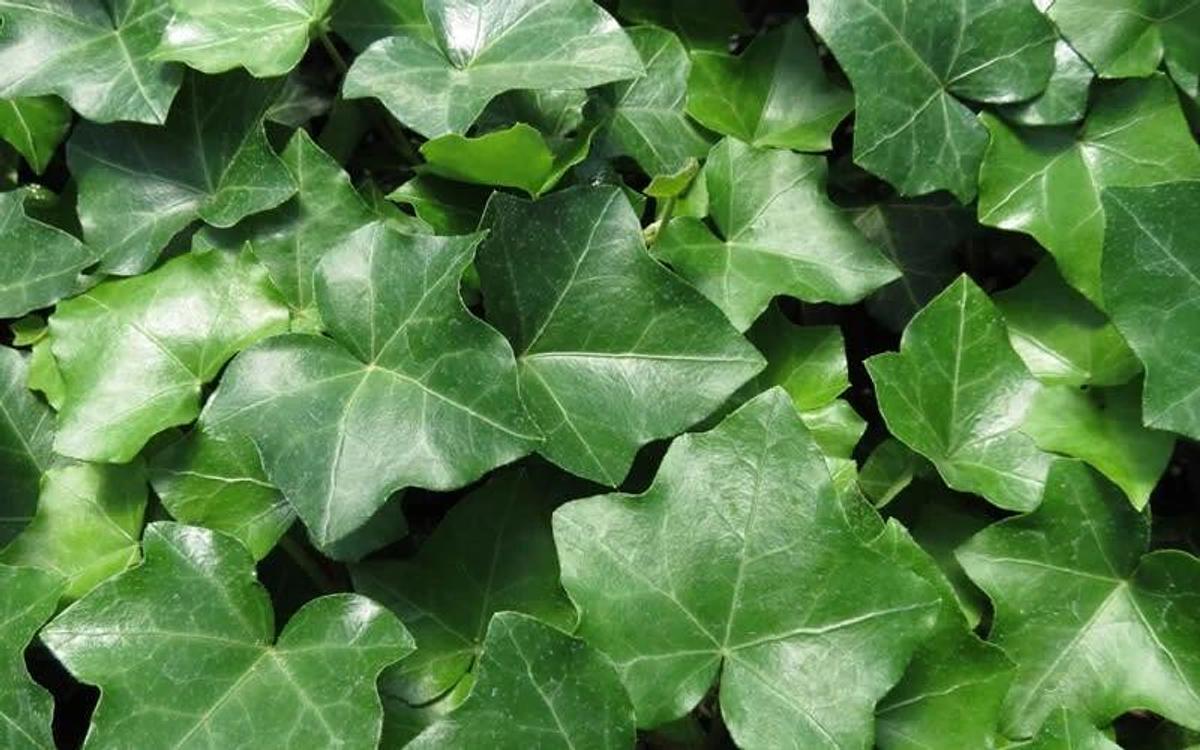 Used (100) Cuttings of Deep Green English Ivy Vine  (100 non rooted Cuttings) 6"-12"