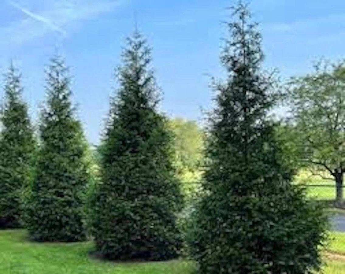 Used Green Giant Arbovitae (35 cuttings) Fresh S.C. 7-8" Tree Cuttings Privacy Screen