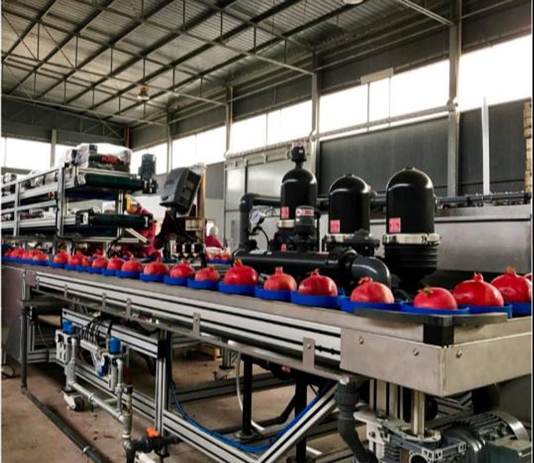 Used 2016 Lugo Engineering Wave 5/16 Pomegranate Sorting and Grading Machine