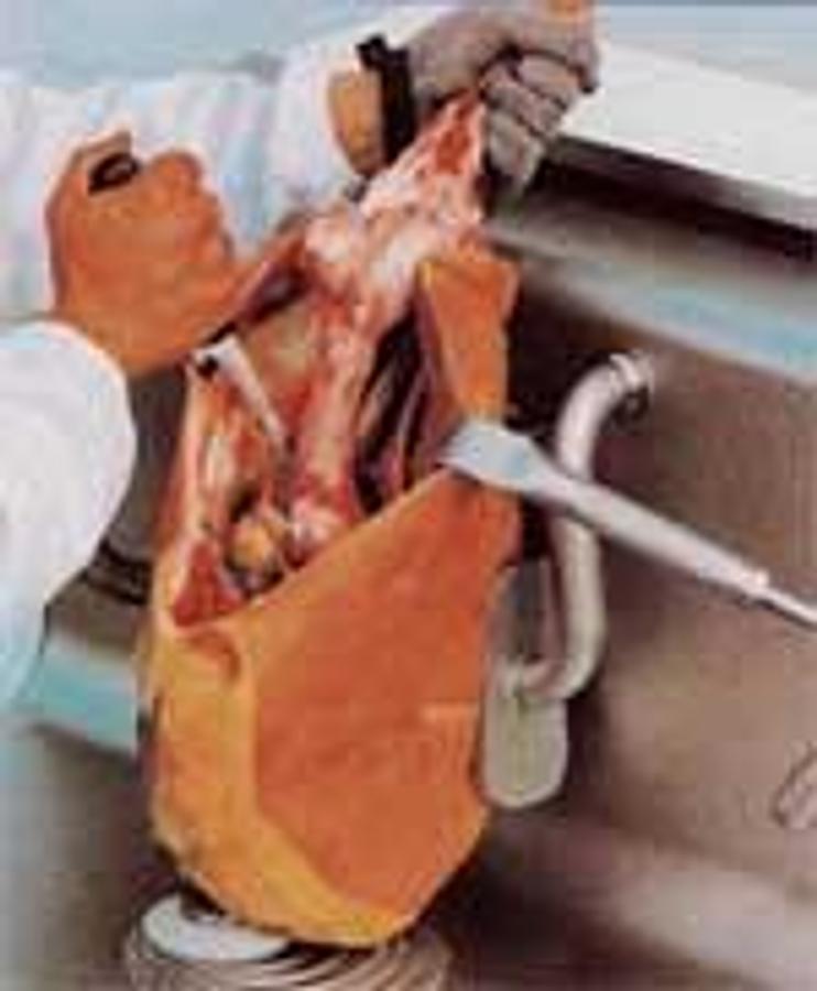 Machine à désosser modèle AA-DSF