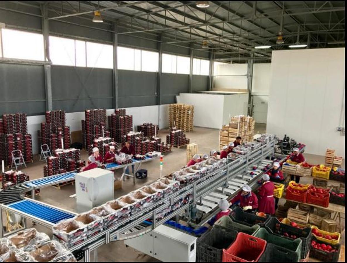 Used 2016 Lugo Engineering Wave 5/16 Pomegranate Sorting and Grading Machine