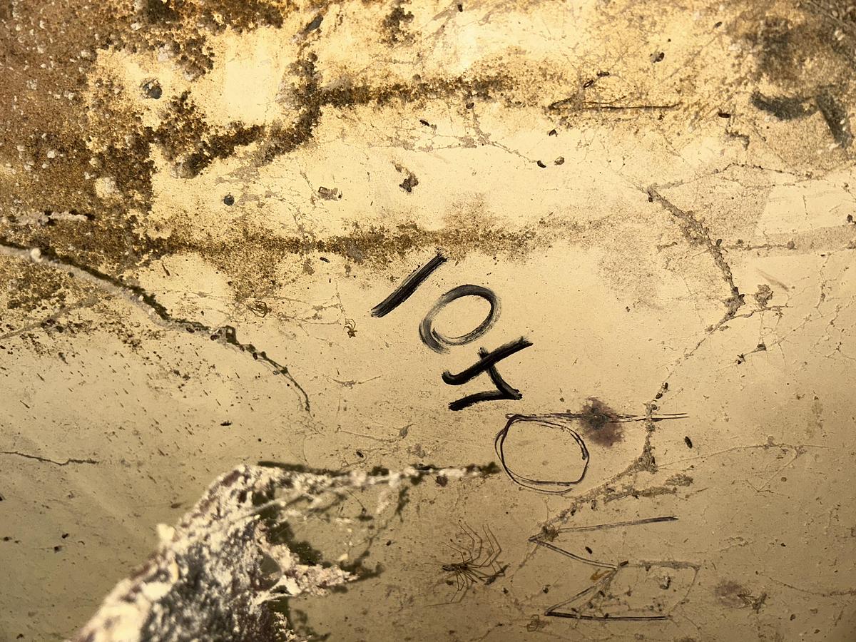 Used Complete dry petfood manufacturing plant