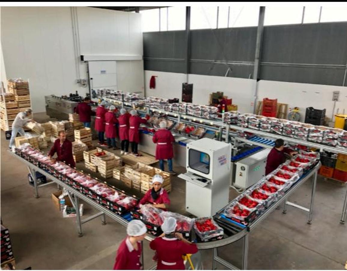 Used 2016 Lugo Engineering Wave 5/16 Pomegranate Sorting and Grading Machine