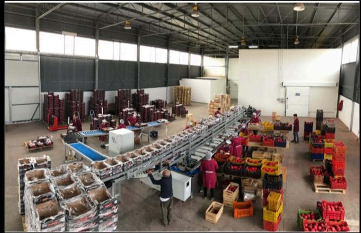 Used 2016 Lugo Engineering Wave 5/16 Pomegranate Sorting and Grading Machine