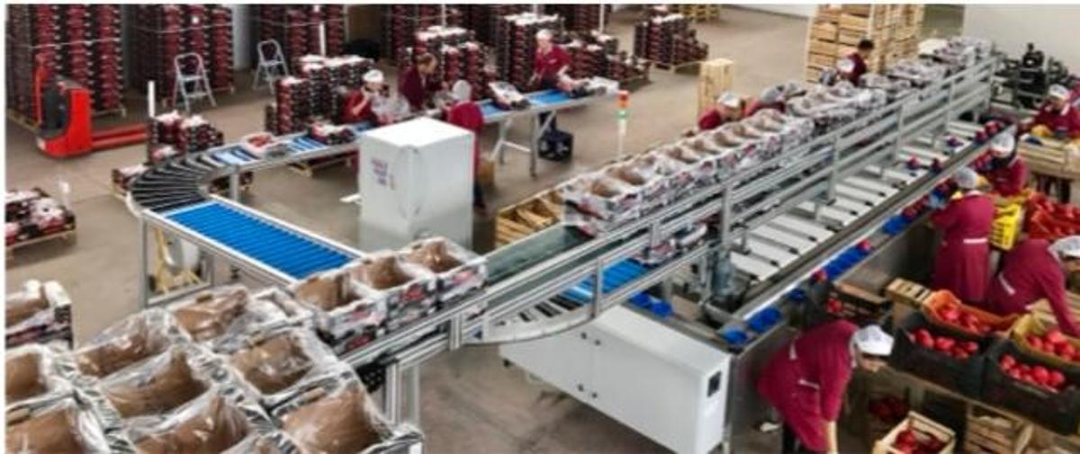 Used 2016 Lugo Engineering Wave 5/16 Pomegranate Sorting and Grading Machine