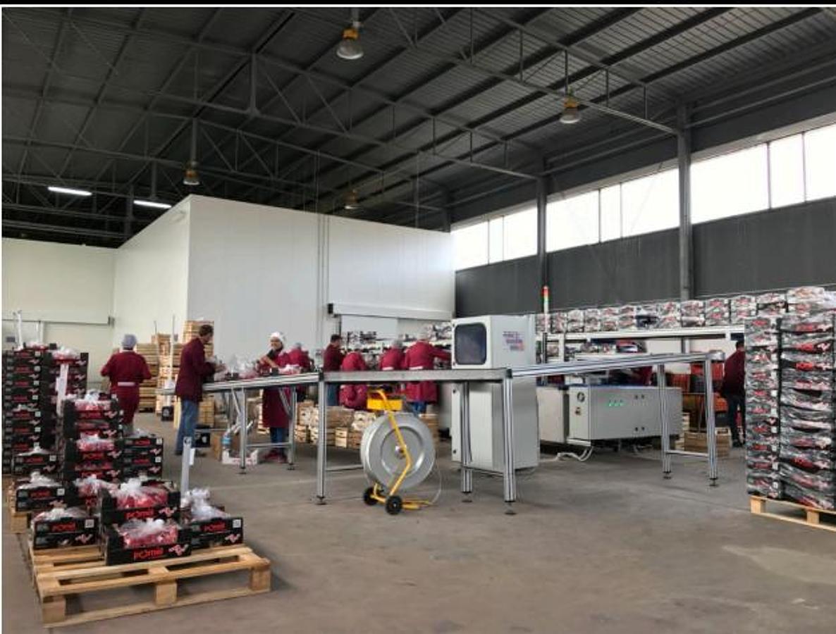 Used 2016 Lugo Engineering Wave 5/16 Pomegranate Sorting and Grading Machine