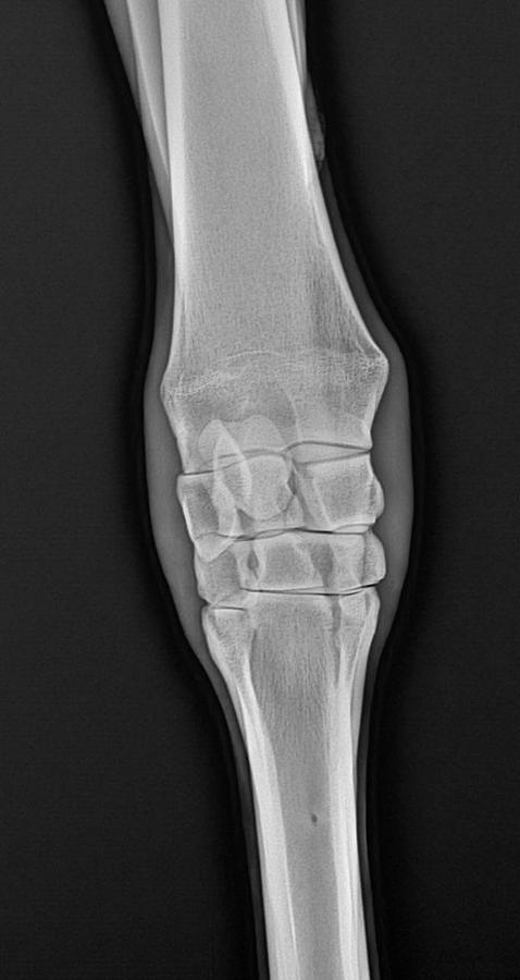 2024 PIXXGEN PRUDENT 1212