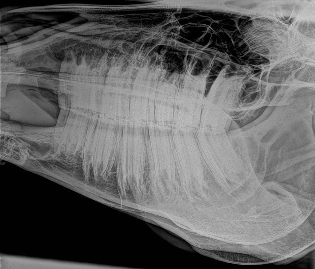 2024 PIXXGEN PRUDENT 1212