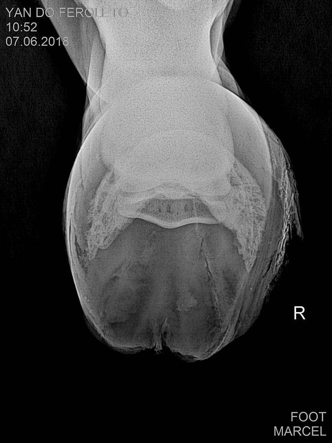 2024 PIXXGEN PRUDENT 1212