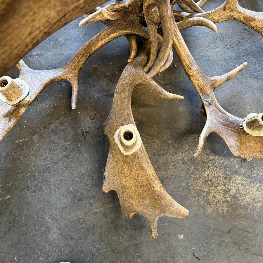 Used REAL FALLOW DEAR ANTLER CHANDELIER