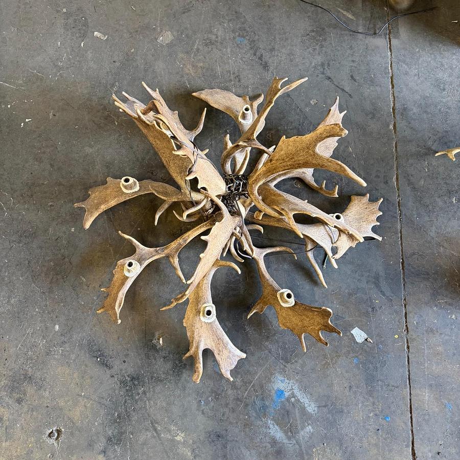 Used REAL FALLOW DEAR ANTLER CHANDELIER