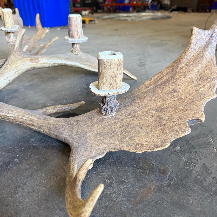 Used REAL FALLOW DEAR ANTLER CHANDELIER
