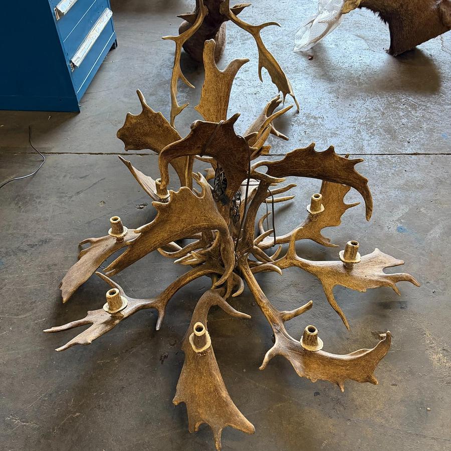 Used REAL FALLOW DEAR ANTLER CHANDELIER
