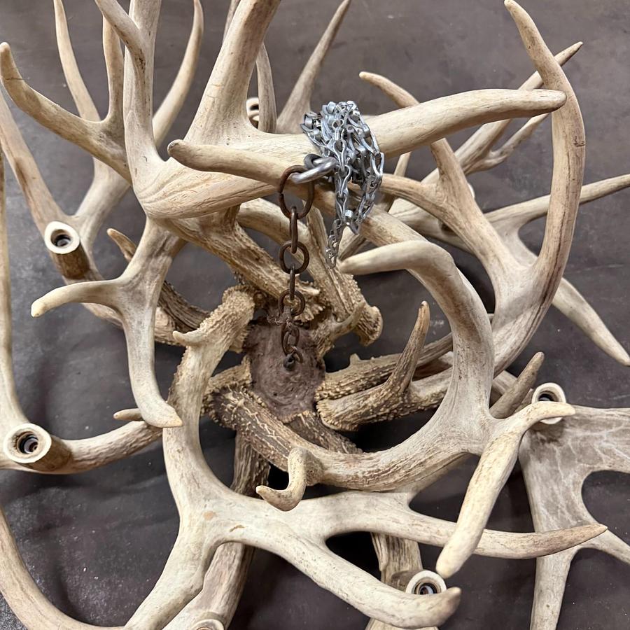 Used TROPHY REAL WHITE-TAIL ANTLER CHANDELIER