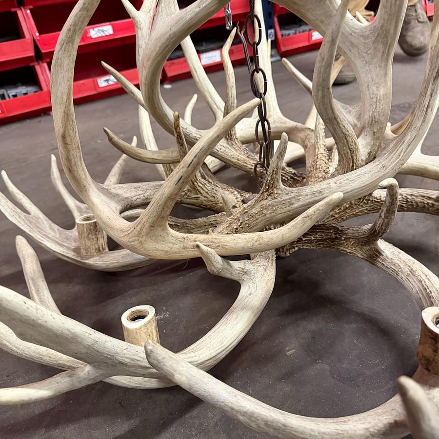 Used TROPHY REAL WHITE-TAIL ANTLER CHANDELIER