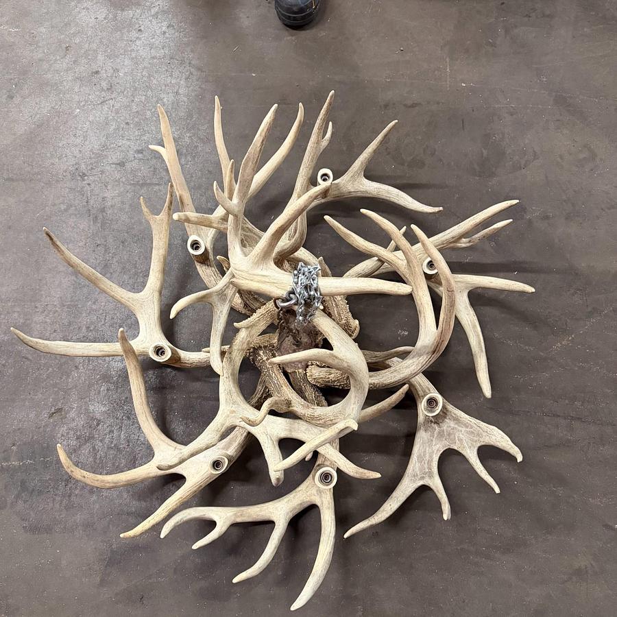Used TROPHY REAL WHITE-TAIL ANTLER CHANDELIER