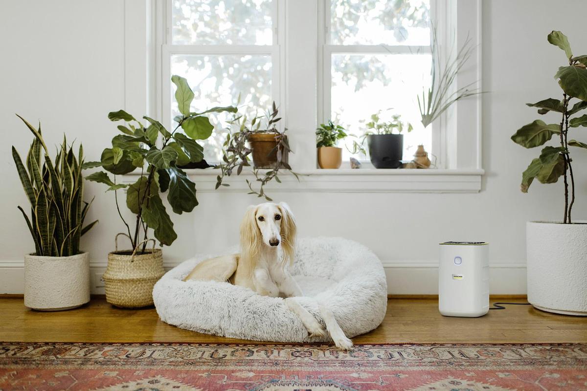 Air purifier AF 20