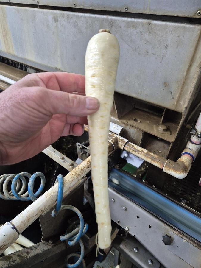 Used WYMA ROTO-CUT Parsnip and Carrot trimmer