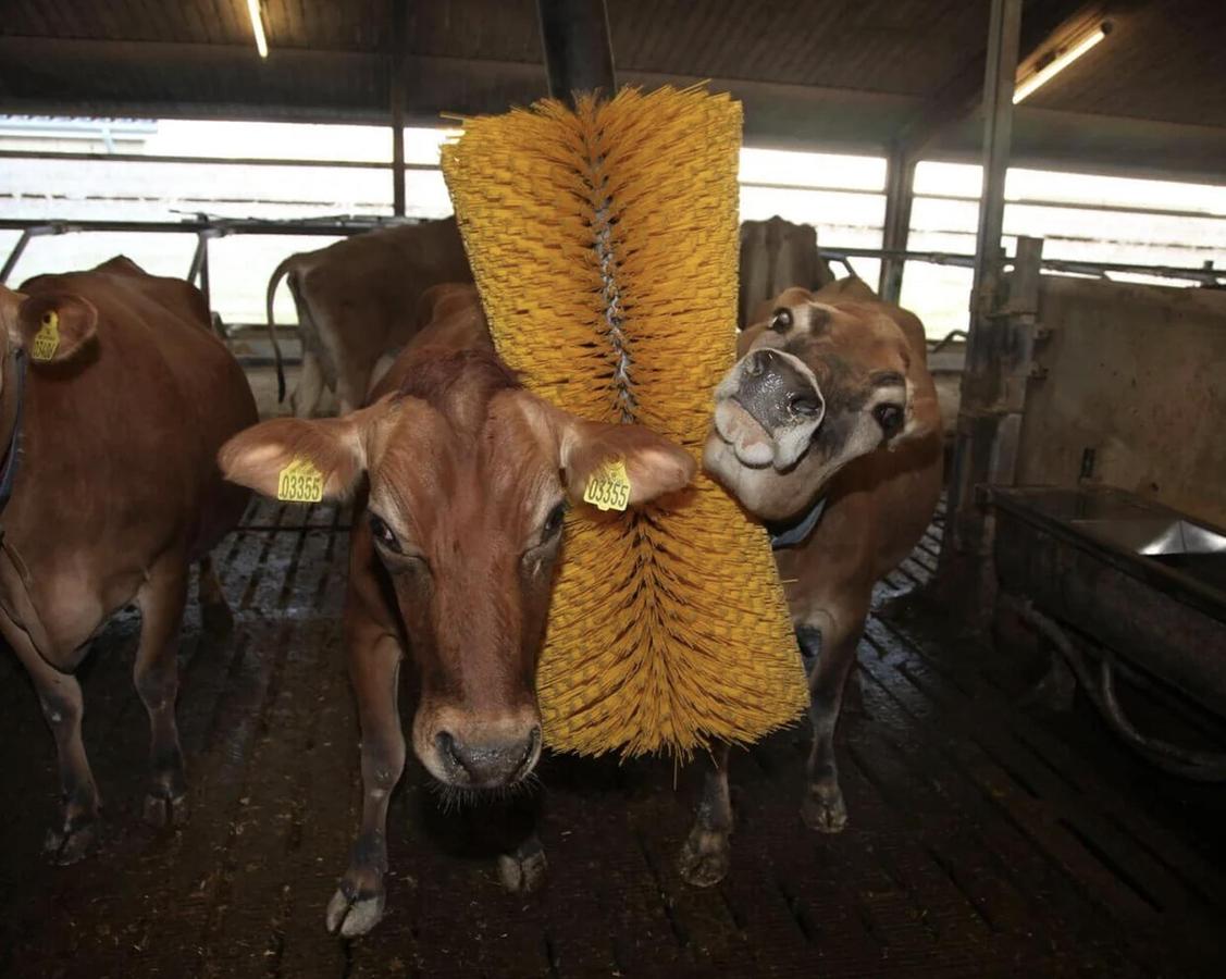 Kvia Cow Brush Karoline
