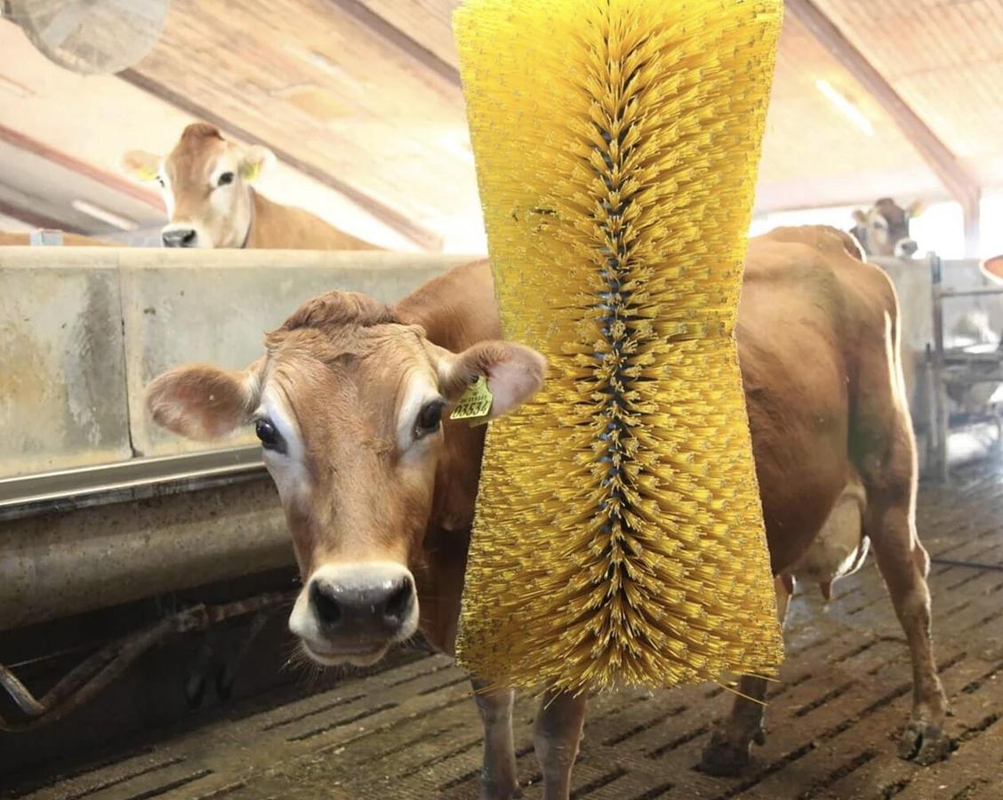 Kvia Cow Brush Karoline