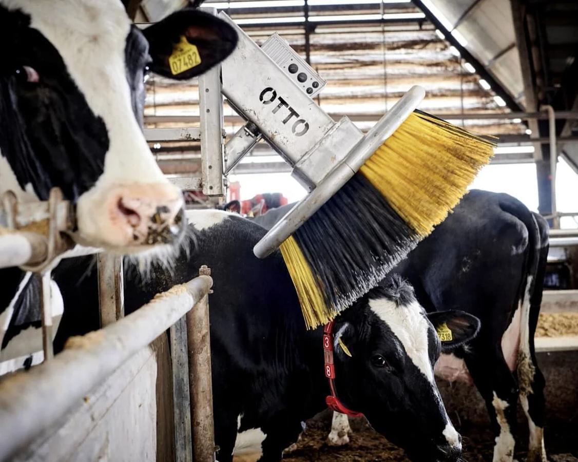 Kvia Cow Brush Otto