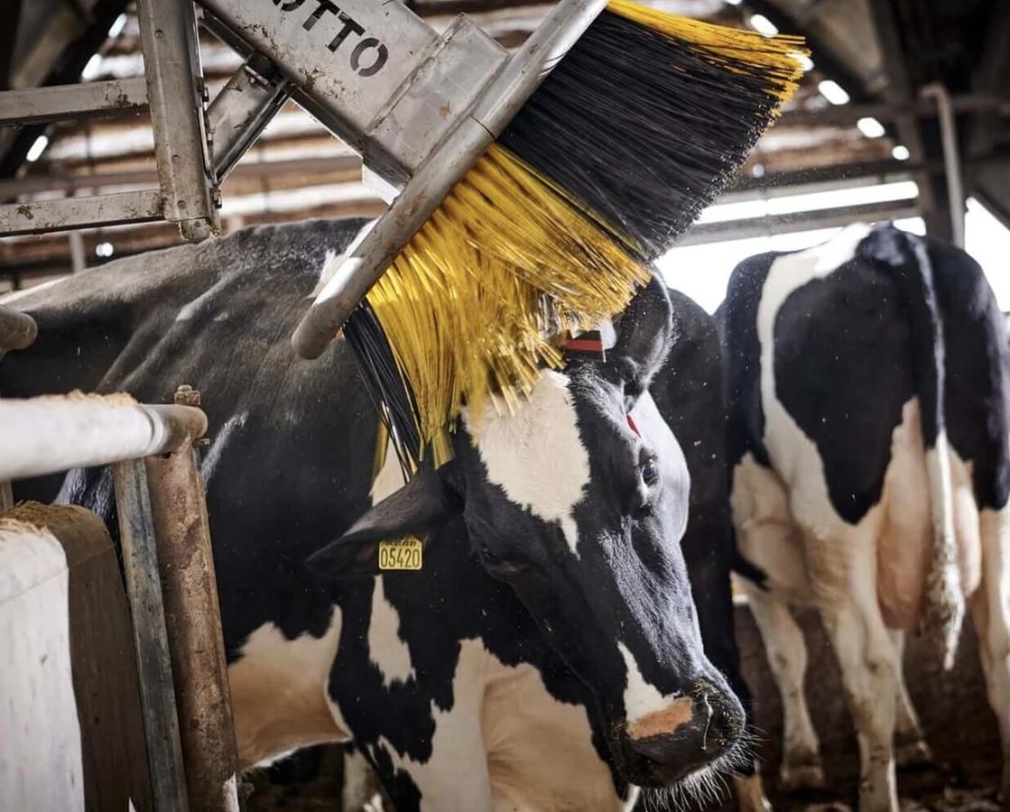 Kvia Cow Brush Otto