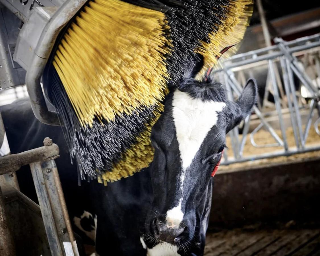 Kvia Cow Brush Otto