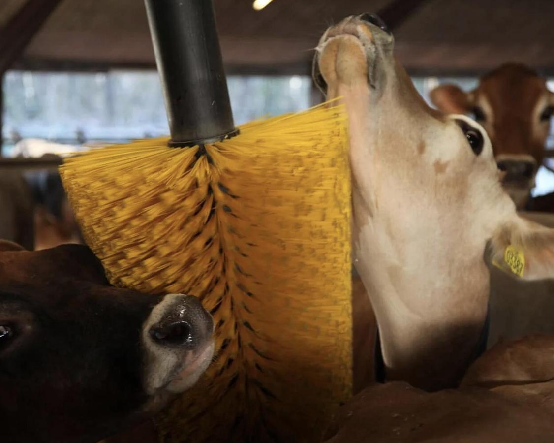 Kvia Cow Brush Karoline