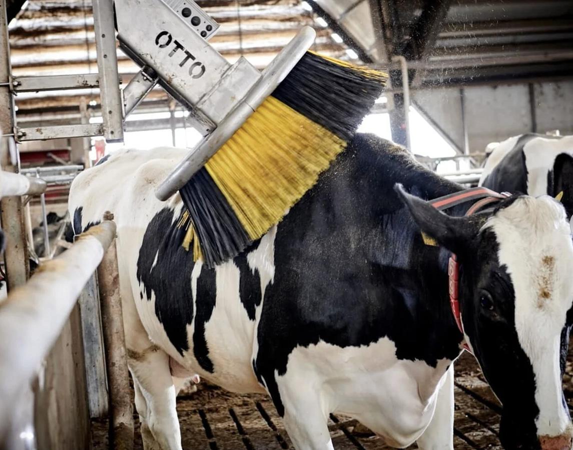 Kvia Cow Brush Otto