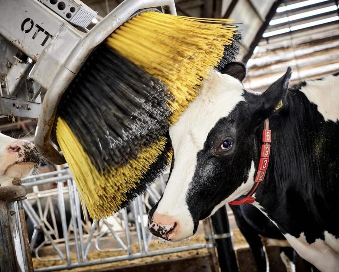 Kvia Cow Brush Otto
