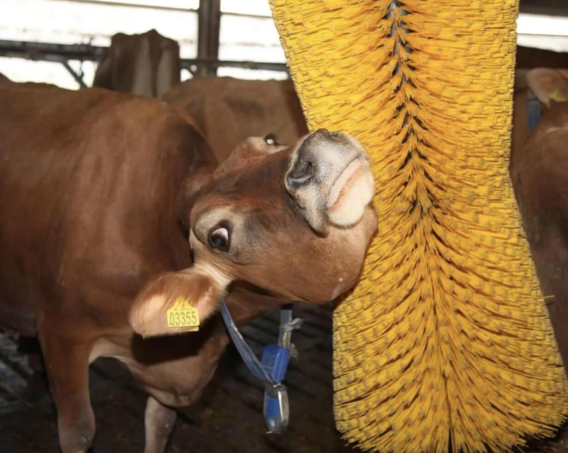 Kvia Cow Brush Karoline