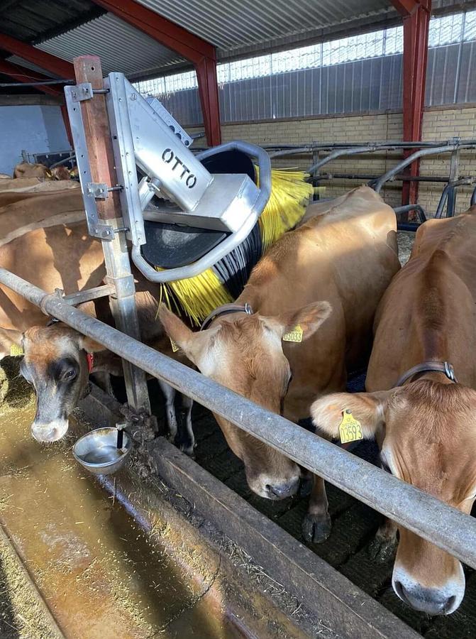 Kvia Cow Brush Otto
