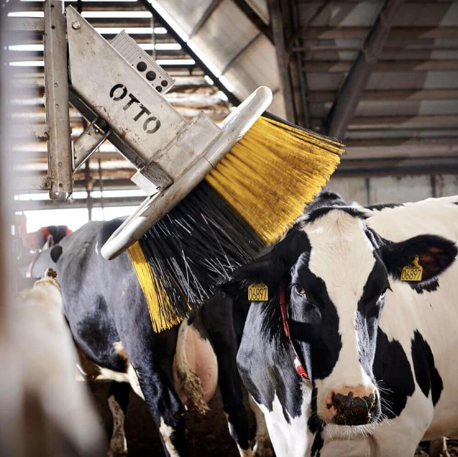 Kvia Cow Brush Otto