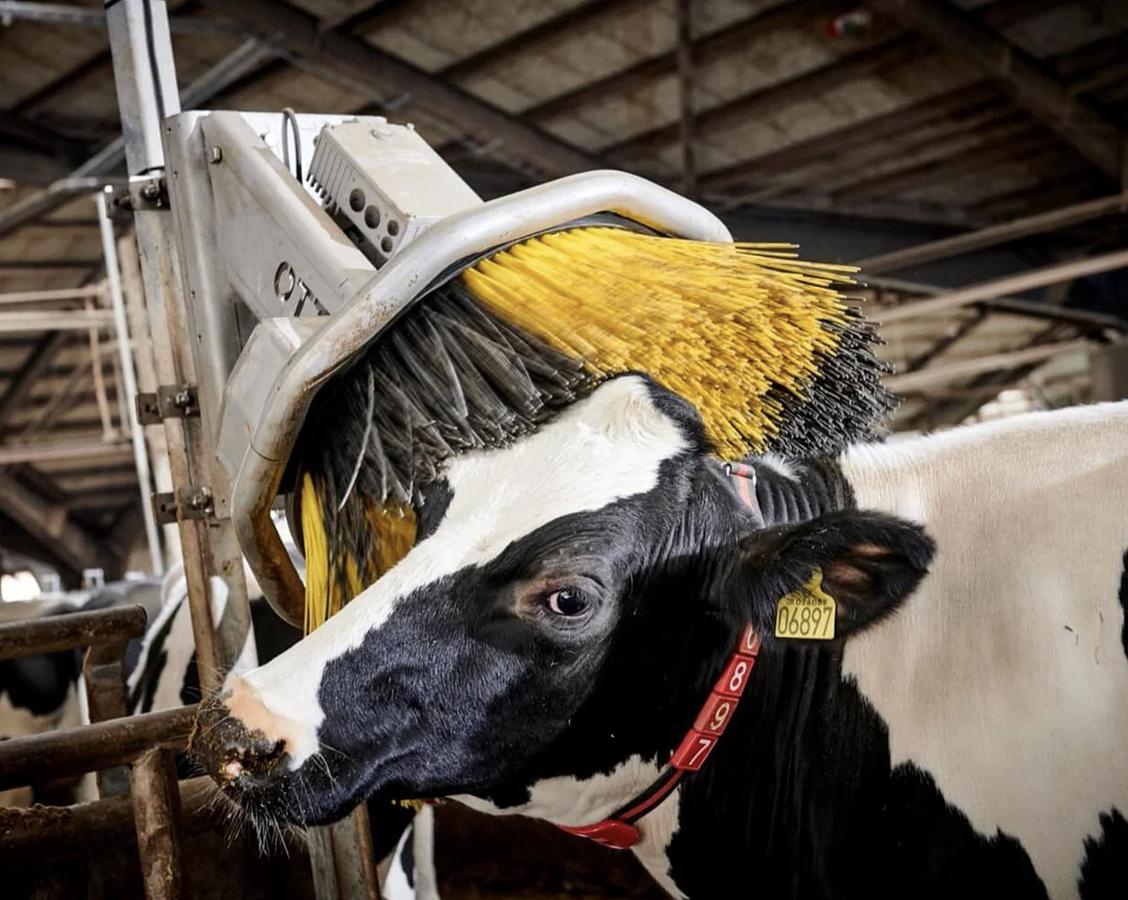 Kvia Cow Brush Otto
