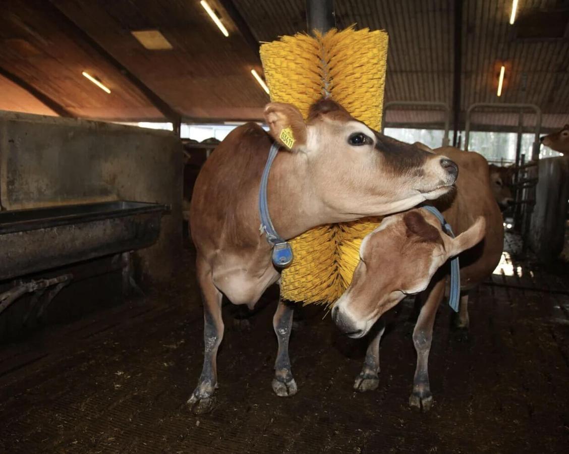 Kvia Cow Brush Karoline