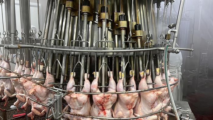 Used LINCO Evisceration line