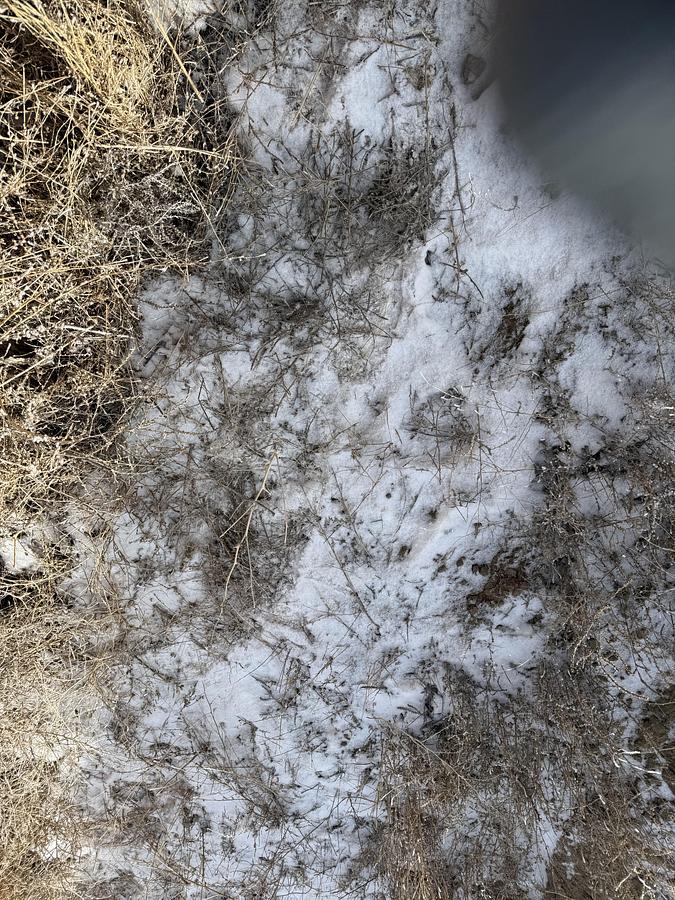 Used Forum Pipe Wrangler 3500 Hydraulic Cat Walk