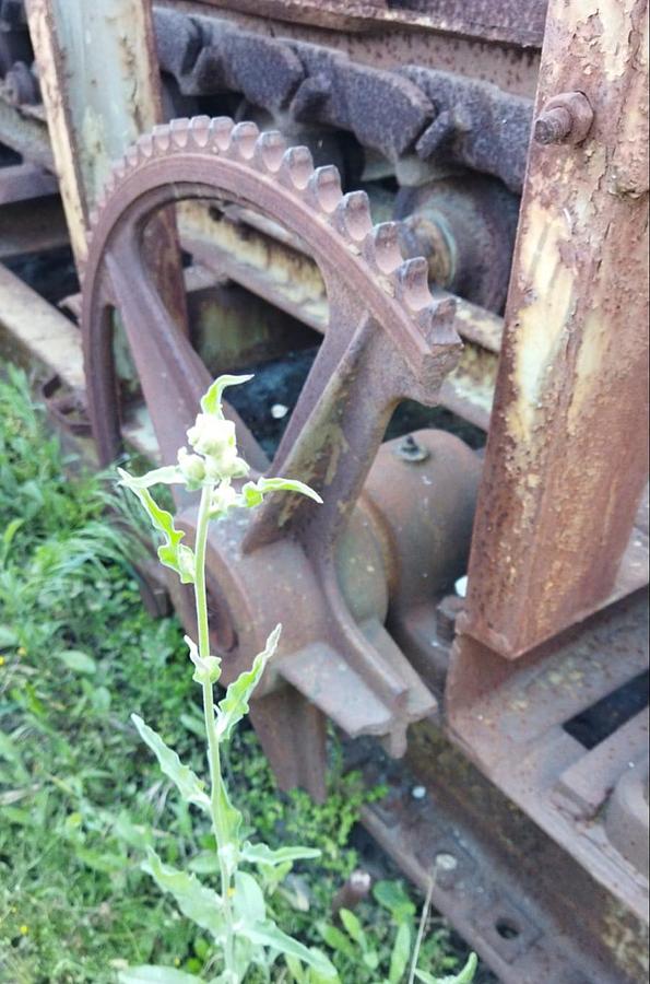 Usato 1995 Loro & Parisini 60x400