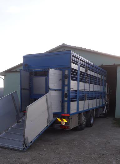 Usato 1989 Autocarro per trasporto animali SCANIA 113 H - Animal transport truck