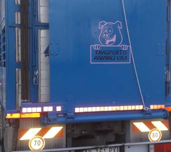 Usato 1989 Autocarro per trasporto animali SCANIA 113 H - Animal transport truck