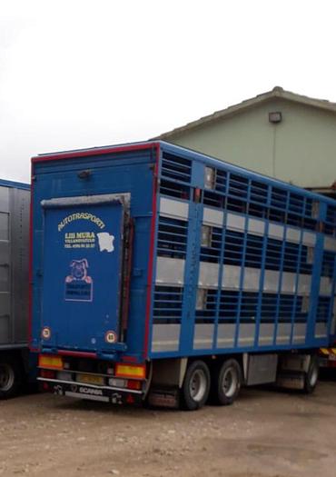 Usato 1989 Autocarro per trasporto animali SCANIA 113 H - Animal transport truck