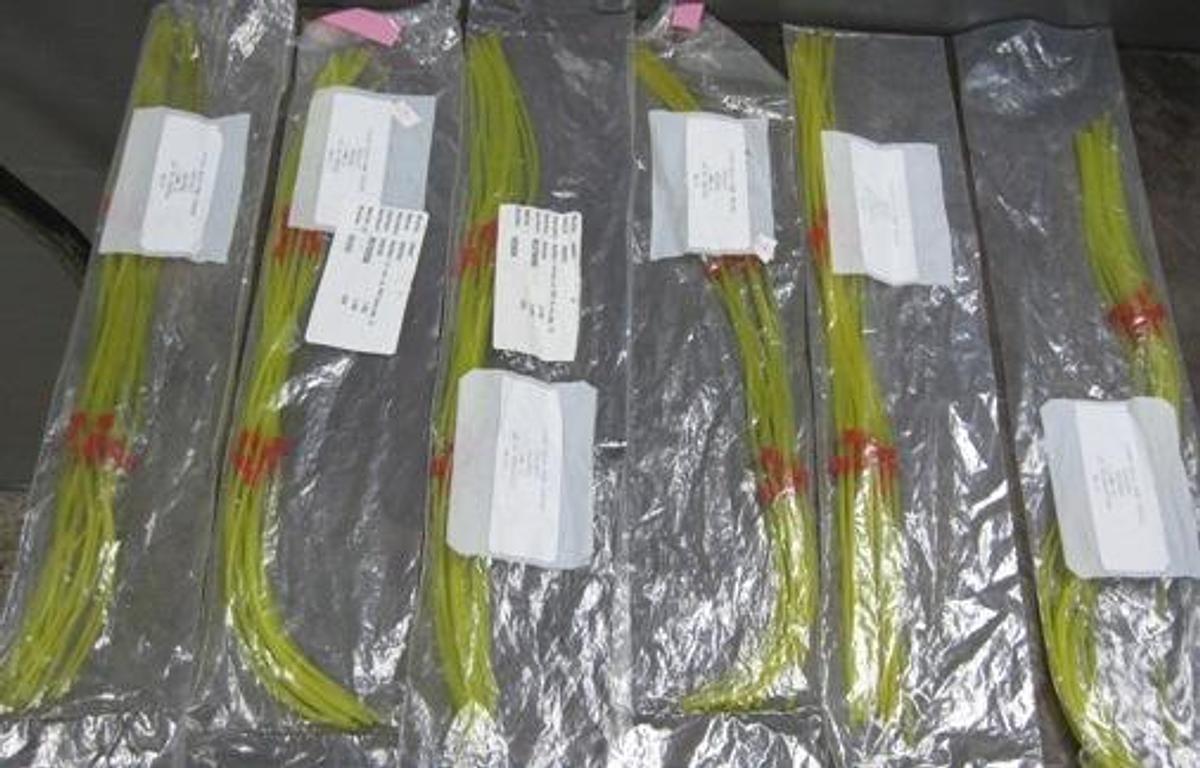 Used PERKIN ELMER 6 PACKS. 10 IN A PACK